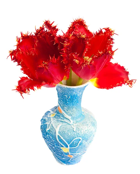 Elszigetelt piros tulipán — Stock Fotó