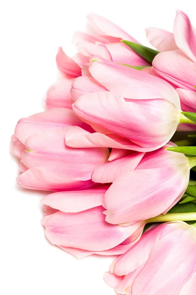 Tulipany izolowane na białym tle — Zdjęcie stockowe