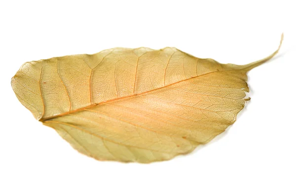 Beyaz arkaplanda yaprak izole edildi — Stok fotoğraf