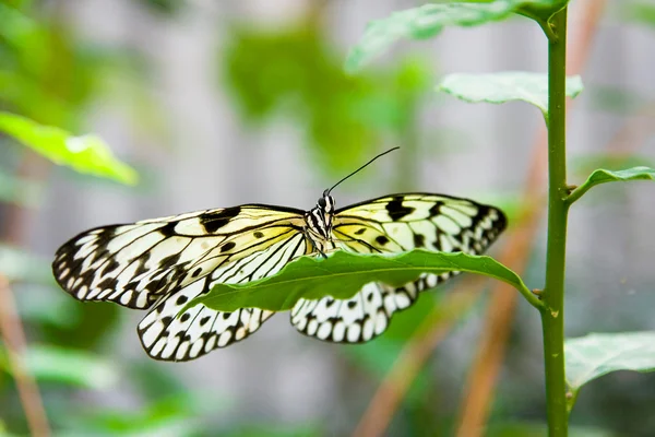 Žlutý motýl na zeleném listu — Stock fotografie