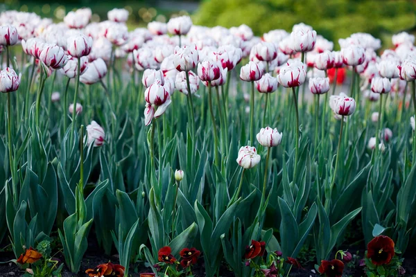 Bílé tulipány v zahradě — Stock fotografie