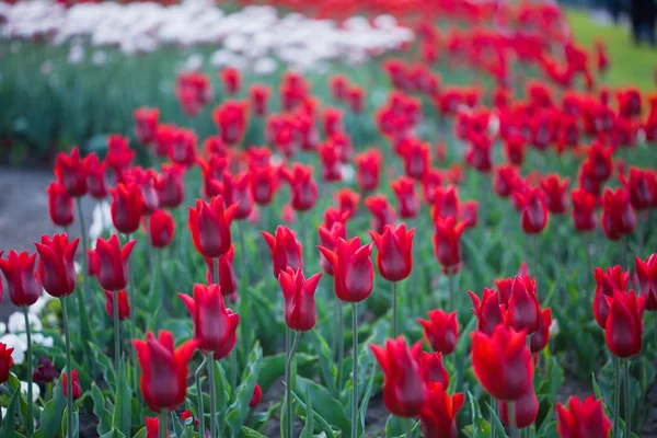 Tulipas vermelhas no jardim — Fotografia de Stock
