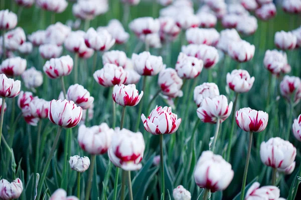 Tulipanes blancos en el jardín —  Fotos de Stock