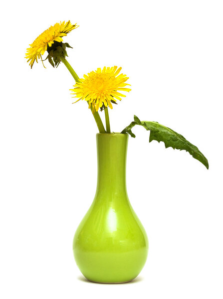 Одуванчики