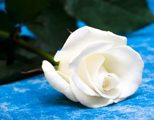 Rosa branca em azul — Fotografia de Stock