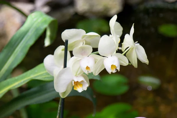 Różowa orchidea w ogrodzie — Zdjęcie stockowe