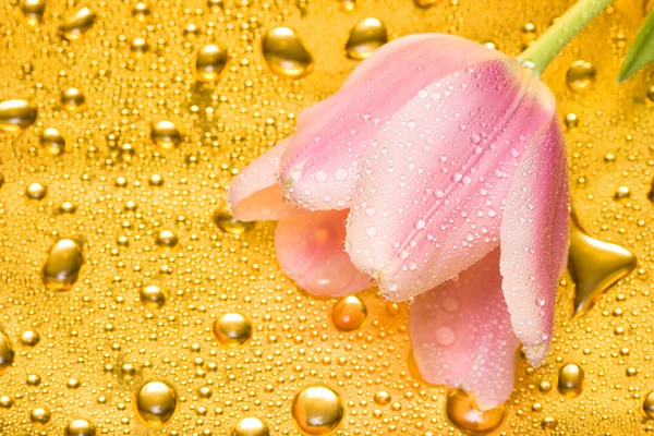Růžový tulipán s kapkami vody — Stock fotografie