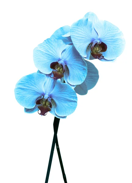 Fehér alapon kék orchidea — Stock Fotó