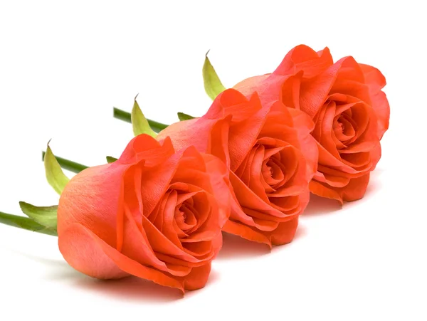 Red roses on white background — Stock Photo, Image