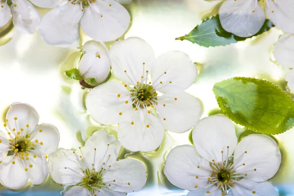 Ανοιξιάτικα λουλούδια του sakura — Φωτογραφία Αρχείου