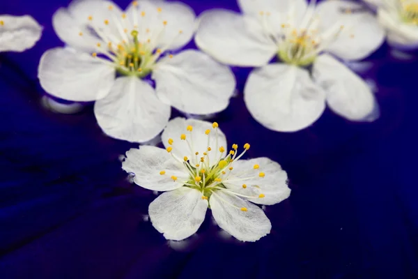 Весенние цветы сакуры — стоковое фото