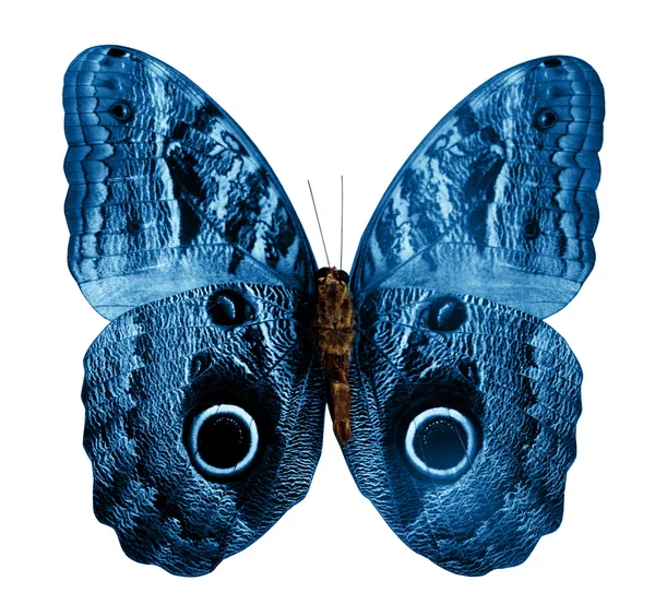 Метелик ізольований на білому тлі — стокове фото