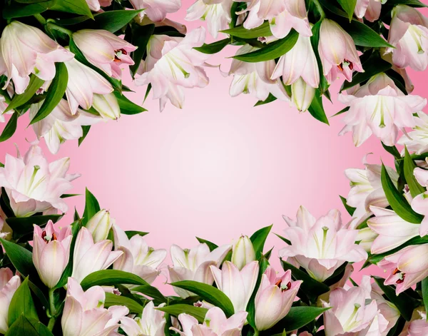 Fronteira com muitos lírios rosa — Fotografia de Stock