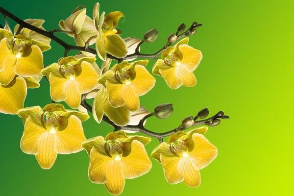 Yeşil zemin üzerine güzel orkide — Stok fotoğraf