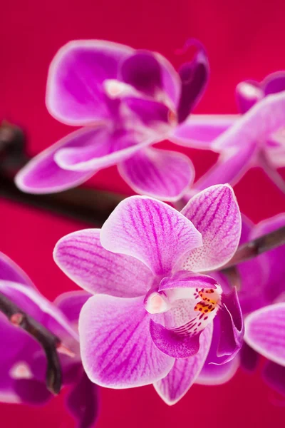 Purple orchid on red background — Stok fotoğraf