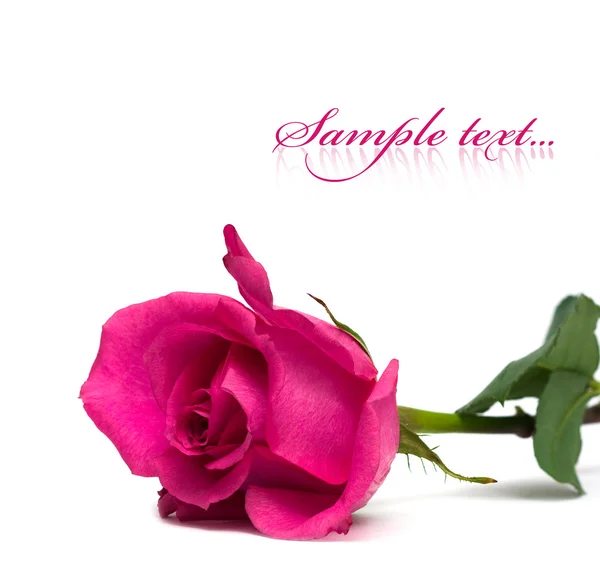 Rosa roxa isolada em branco — Fotografia de Stock