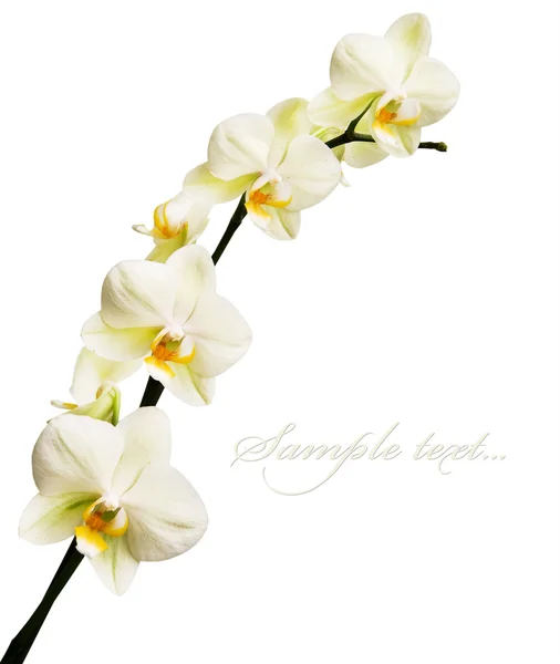 Orchidee isoliert auf weißem Hintergrund — Stockfoto
