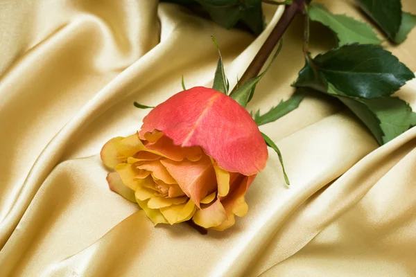 Pink rose on yellow silk — Stock Photo, Image