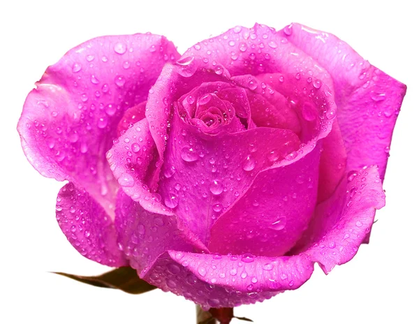 Rosa rosa con gocce d'acqua — Foto Stock