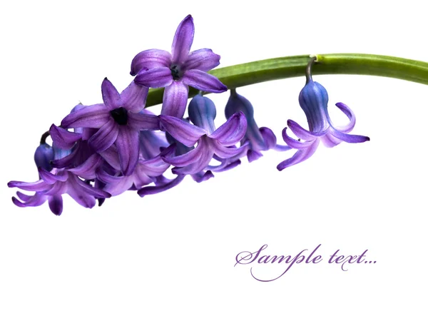 Фиолетовые цветы изолированы — стоковое фото