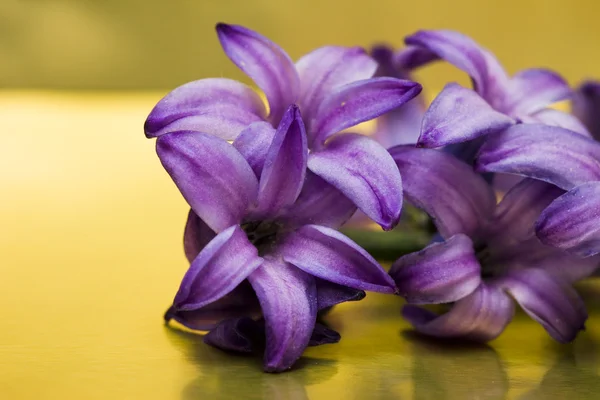 Violette bloemen op gouden achtergrond — Stockfoto