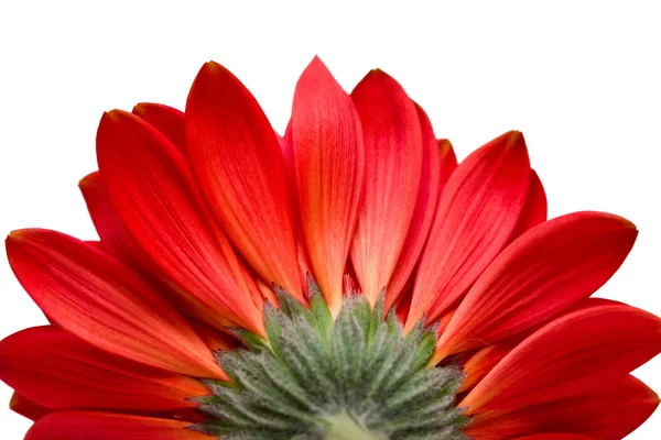 Czerwony kwiat na białym tle — Zdjęcie stockowe