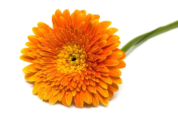 分離されたオレンジ色の花 — ストック写真