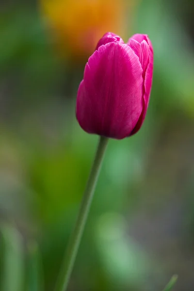 Fioletowy tulipan w ogrodzie — Zdjęcie stockowe