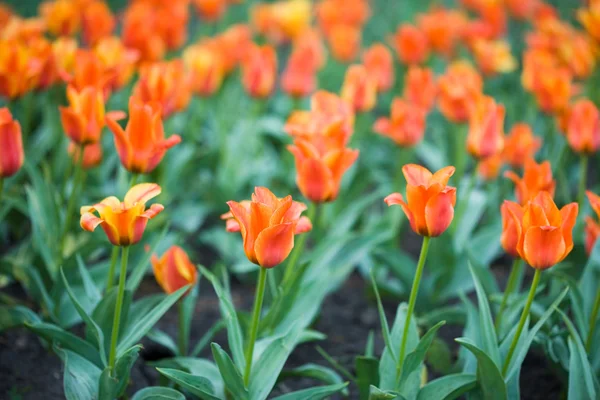 Tulipán naranja en el jardín —  Fotos de Stock