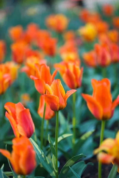 Oranje tulp in de tuin — Stockfoto