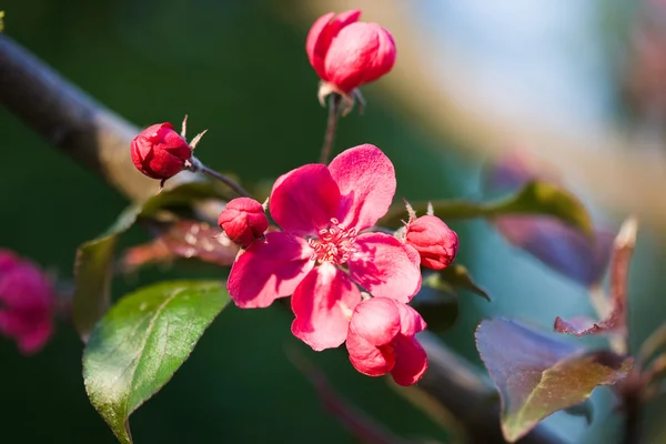 Vårblommor av sakura vid trädet — Stockfoto