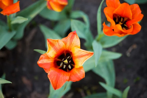 Помаранчевий тюльпан в саду — стокове фото