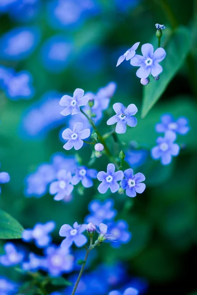 Flores azules en el jardín —  Fotos de Stock