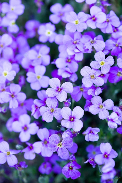 Fialové květy na zahradě — Stock fotografie
