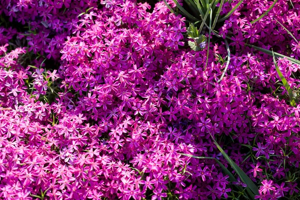 Fleurs violettes au jardin — Photo