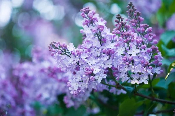 紫色のライラックの花の束 — ストック写真