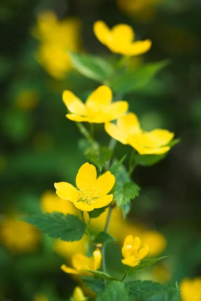 Yellow flowers in the garden — Stock Photo, Image