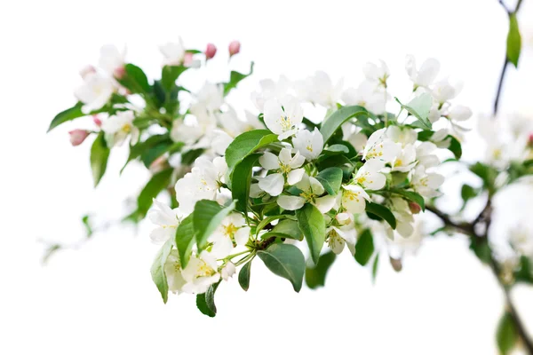 Fiori primaverili di sakura all'albero — Foto Stock
