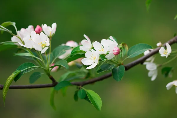 Frühlingsblumen von Sakura am Baum — Stockfoto