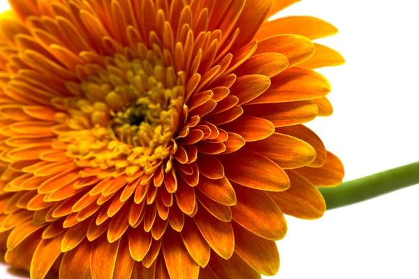 Fleur orange isolée — Photo