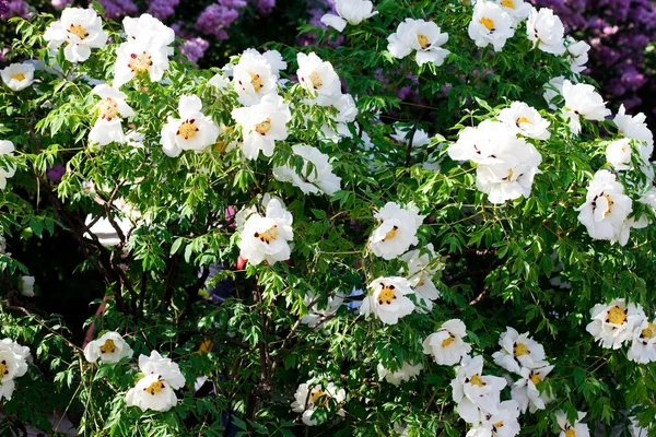 Белые цветы в саду — стоковое фото