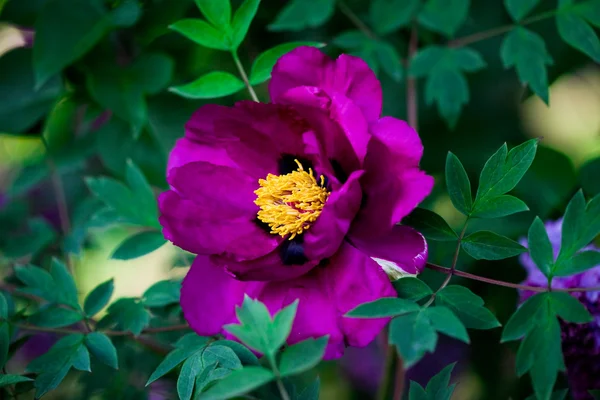 花园里的紫罗兰花 — 图库照片