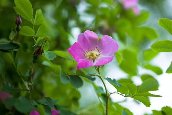 Violet virágok a kertben — Stock Fotó