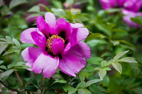 Violetta blommor i trädgården — Stockfoto
