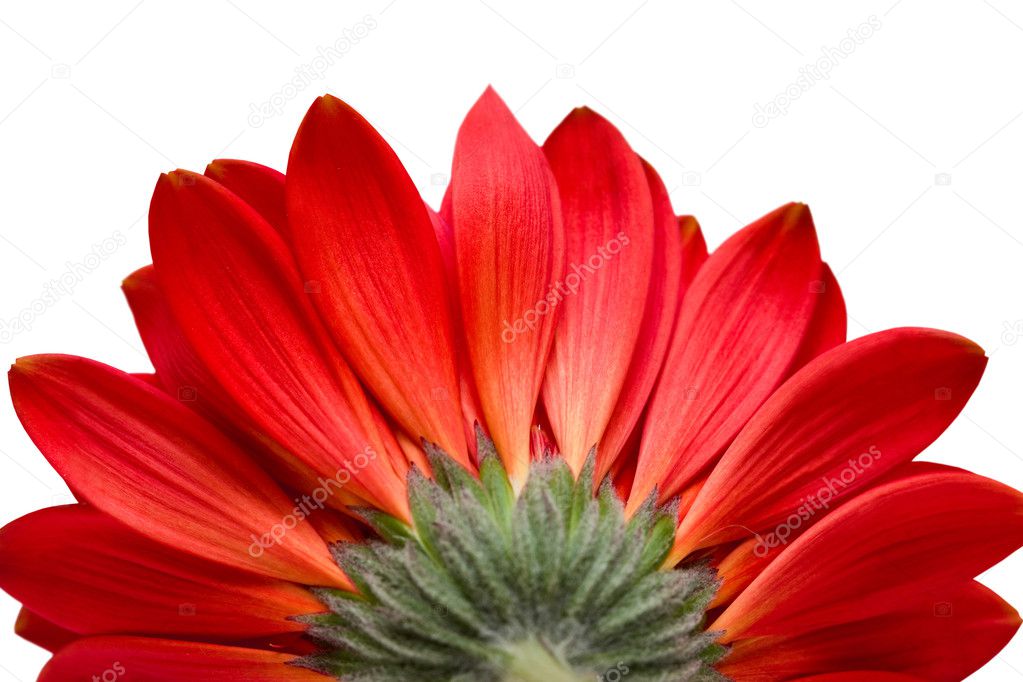 Red flower isolated on white