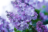 svazek fialové fialové květy