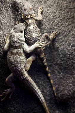 Two lizards on a rock clipart