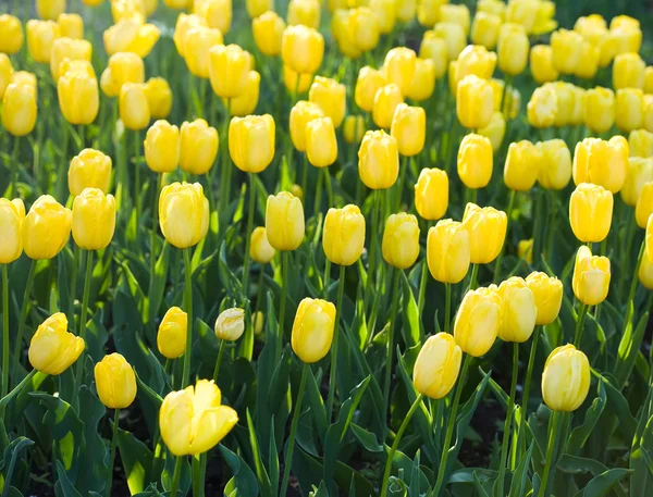 Жовті тюльпани в саду — стокове фото