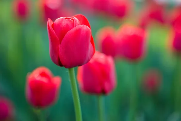 Tulipa vermelha no jardim — Fotografia de Stock