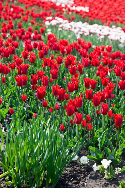 Röda tulpaner i trädgården — Stockfoto